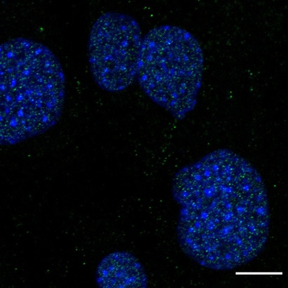 Epigenetic determinants of genome stability for mammalian tissue